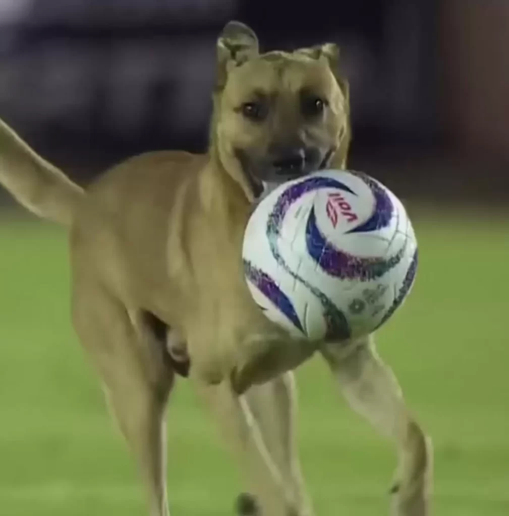 club football tellement séduit par chien voleur ballons qu'il décide lui donner travail