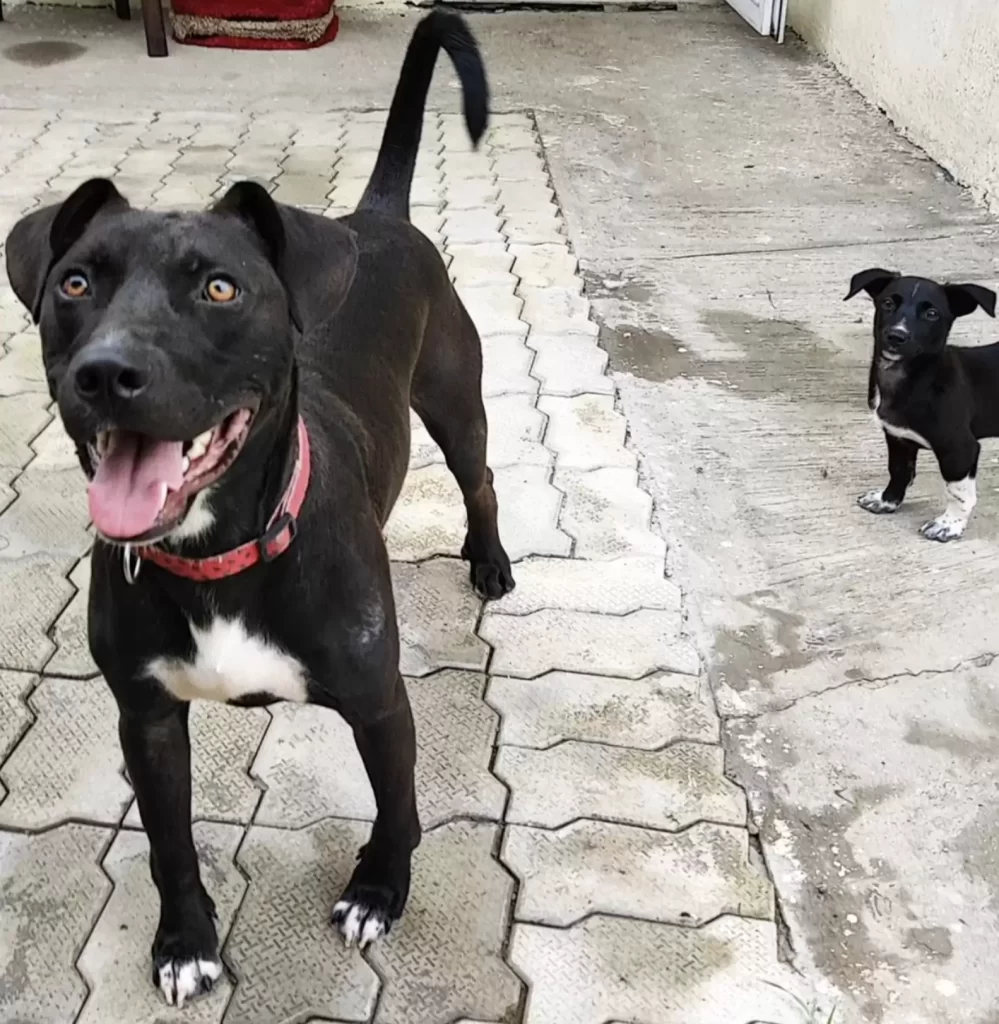 sauveteurs repèrent chiot attaché à poteau puis découvrent déchirante raison pour laquelle