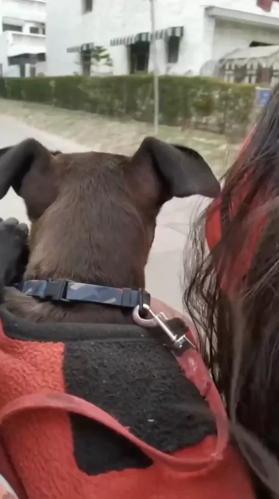 sauveteurs repèrent chiot attaché à poteau puis découvrent déchirante raison pour laquelle
