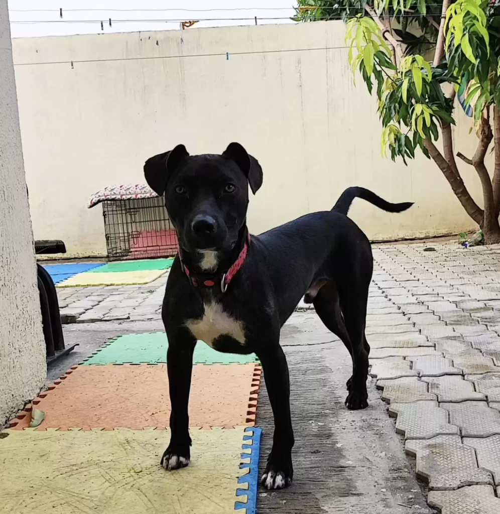 sauveteurs repèrent chiot attaché à poteau puis découvrent déchirante raison pour laquelle