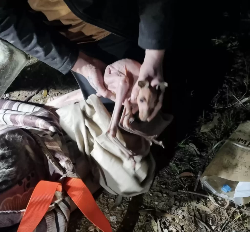 sauveteurs trouvent kangourou coincé dans puits mine rendent compte qu'elle n'est pas seule