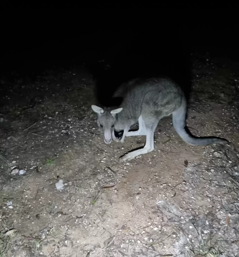 sauveteurs trouvent kangourou coincé dans puits mine rendent compte qu'elle n'est pas seule