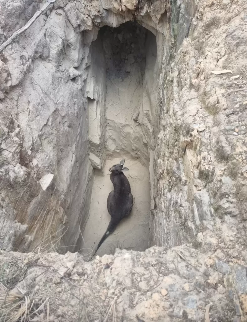 sauveteurs trouvent kangourou coincé dans puits mine rendent compte qu'elle n'est pas seule