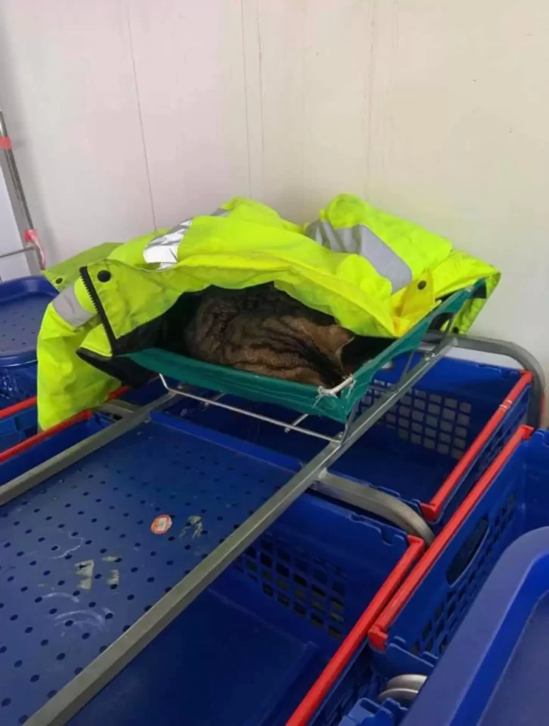 Chat entre dans supermarché décide qu'il y travaille