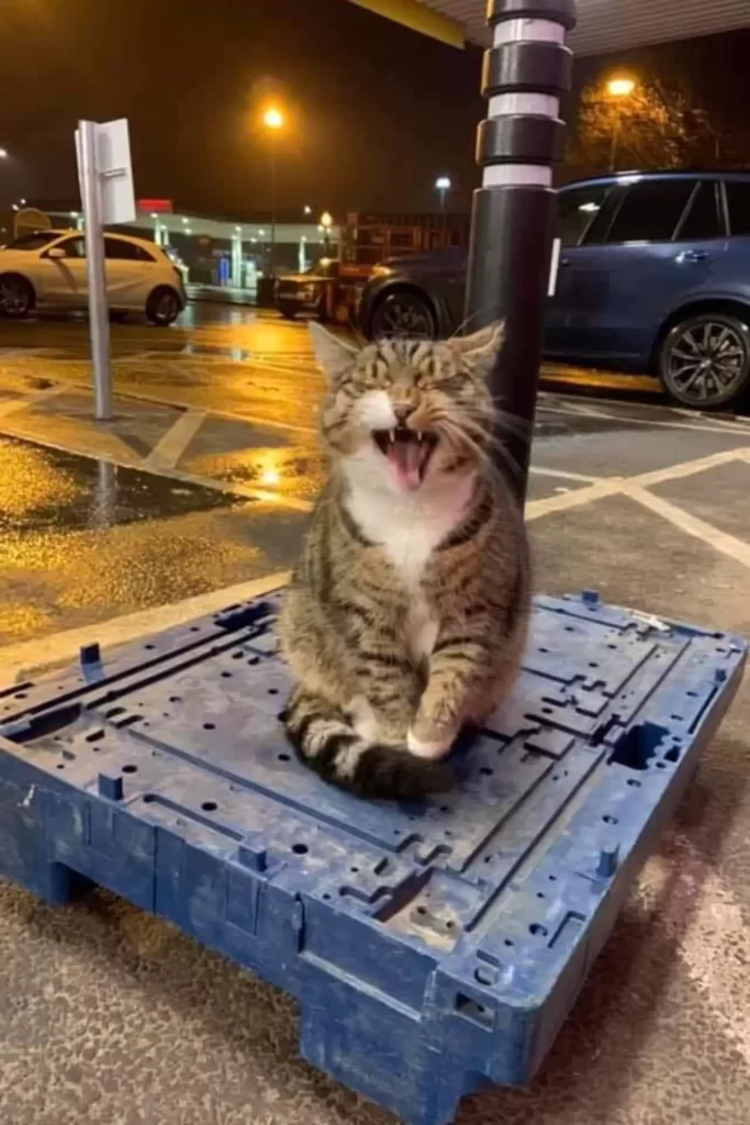 Chat entre dans supermarché décide qu'il y travaille