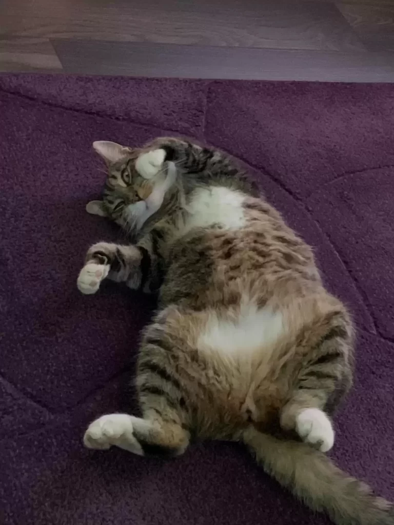 Chat entre dans supermarché décide qu'il y travaille