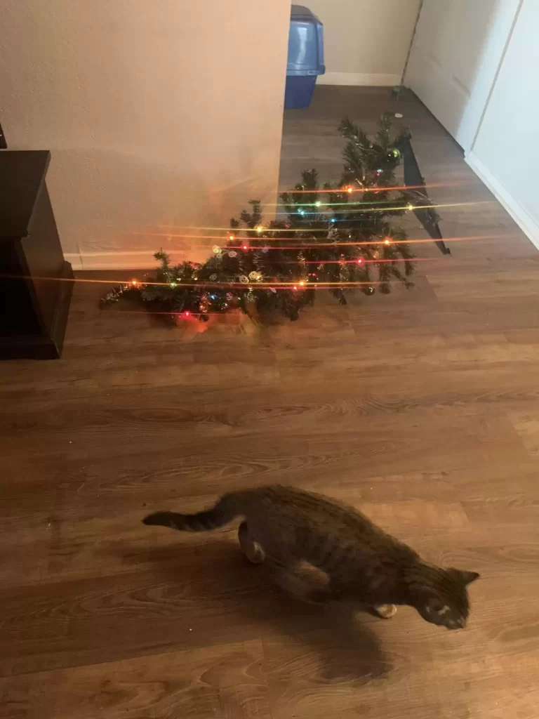 Gars « protège » sapin Noël mais quelqu'un prend cela comme défi