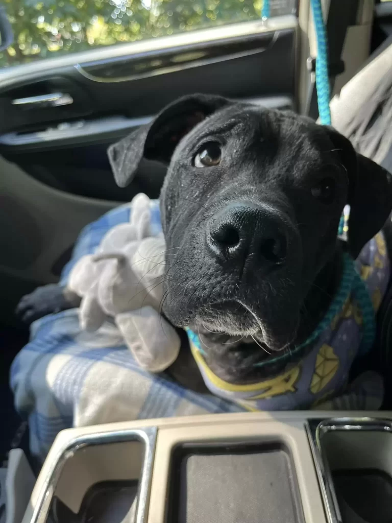 chiot rose ridé surprend sauveteurs avec nouveau look inattendu