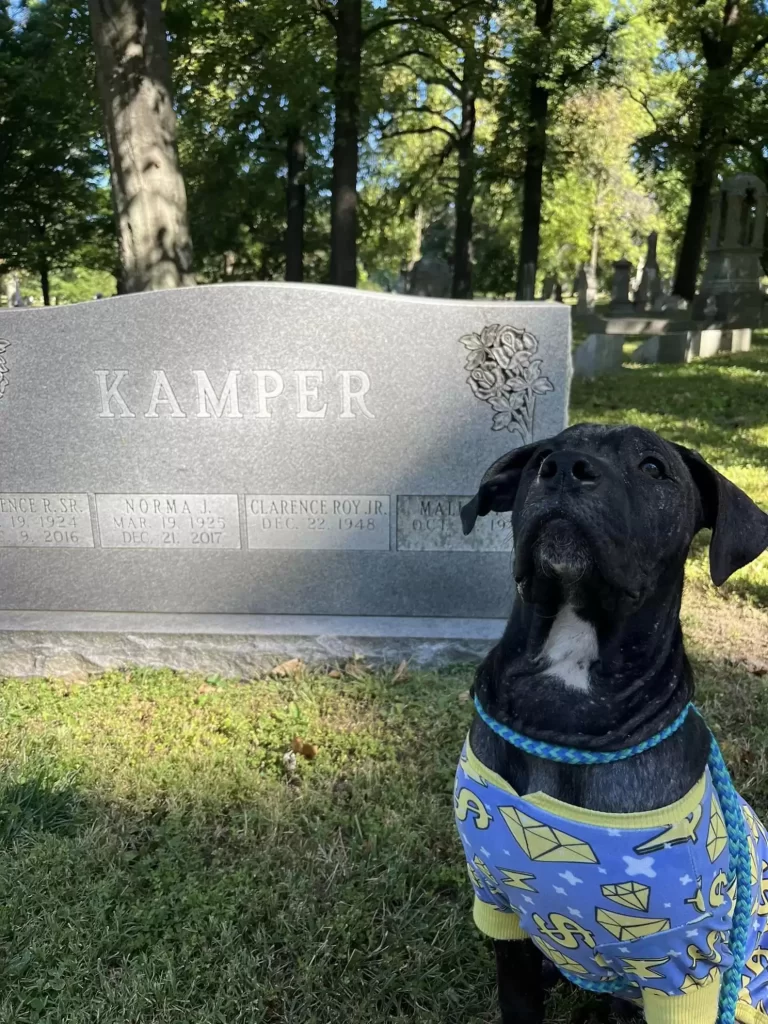 chiot rose ridé surprend sauveteurs avec nouveau look inattendu