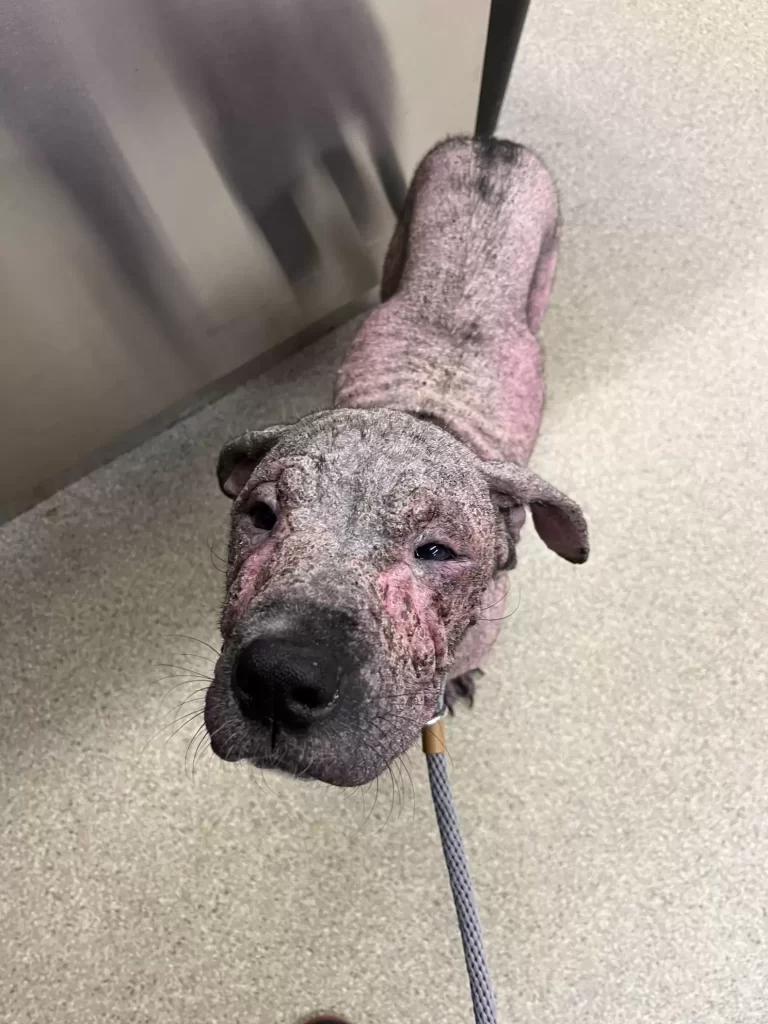 chiot rose ridé surprend sauveteurs avec nouveau look inattendu