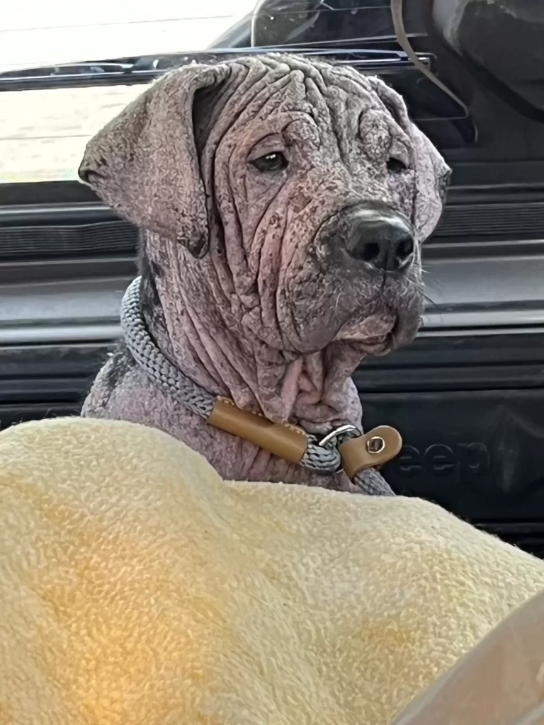 chiot rose ridé surprend sauveteurs avec nouveau look inattendu