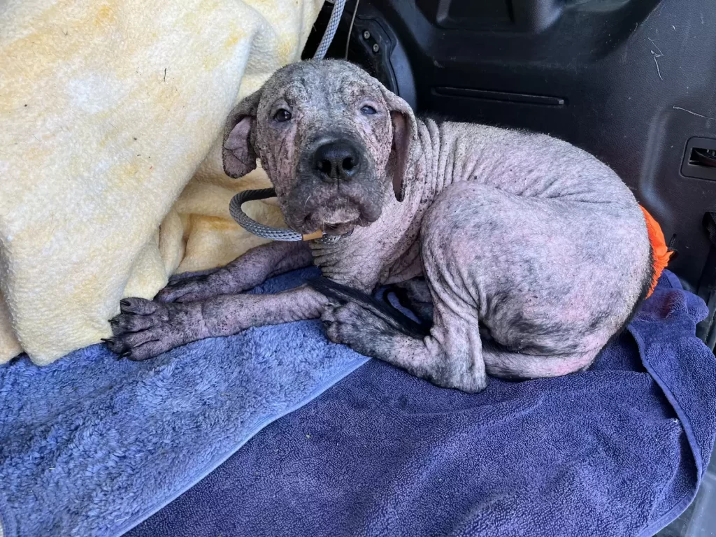 chiot rose ridé surprend sauveteurs avec nouveau look inattendu