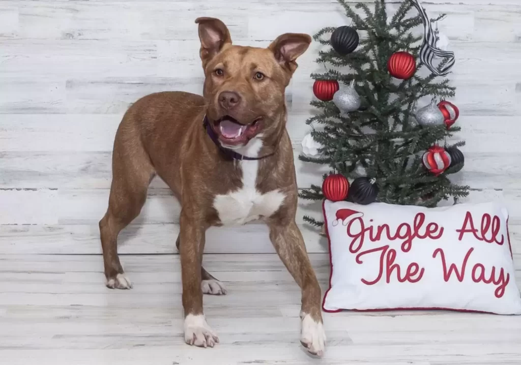 dernier chien laissé dans refuge est obligé jouer avec « amis imaginaires »