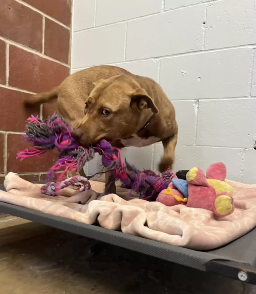 dernier chien laissé dans refuge est obligé jouer avec « amis imaginaires »