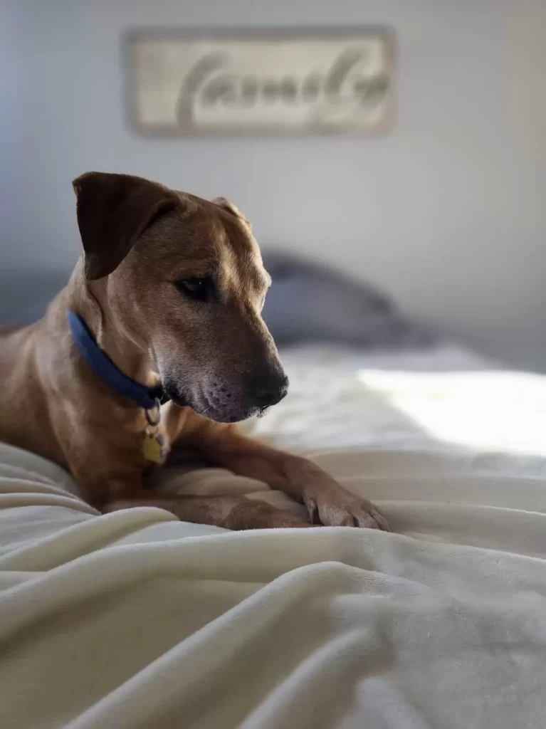 homme apprend à chien sauvetage traumatisé qu'il peut enfin utiliser sa voix