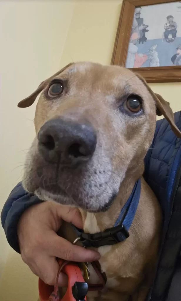 homme apprend à chien sauvetage traumatisé qu'il peut enfin utiliser sa voix