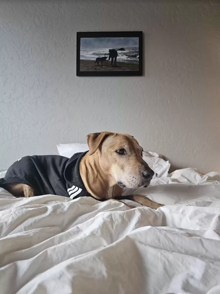 homme apprend à chien sauvetage traumatisé qu'il peut enfin utiliser sa voix