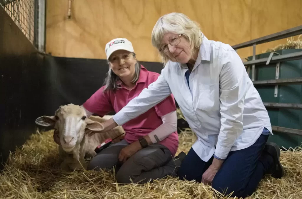 passant aperçoit tas de laine brindilles emmêlées réalise qu’il est vivant