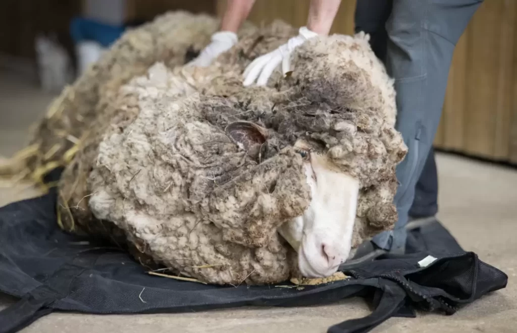passant aperçoit tas de laine brindilles emmêlées réalise qu’il est vivant