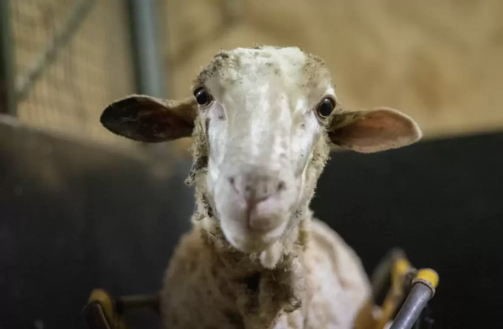 passant aperçoit tas de laine brindilles emmêlées réalise qu’il est vivant