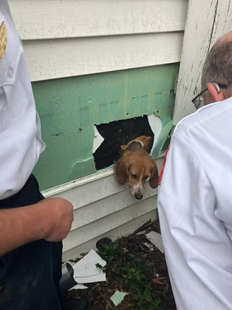 police arrive trouve tête chien heureux coincée sur côté maison