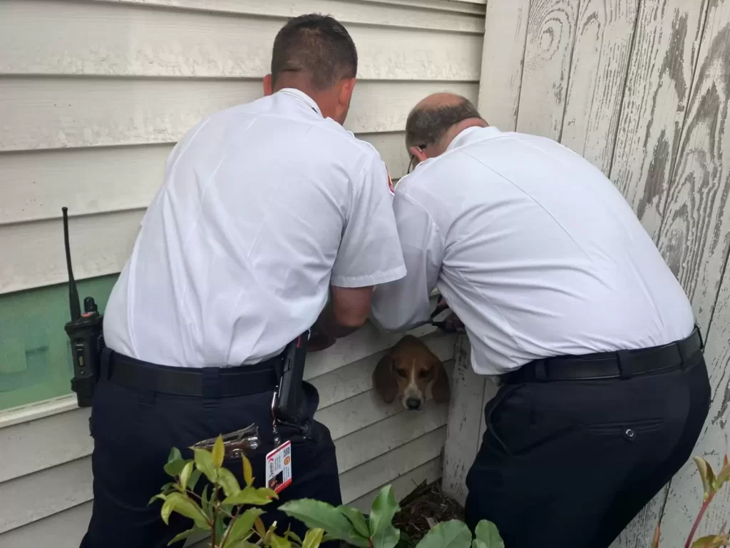 police arrive trouve tête chien heureux coincée sur côté maison