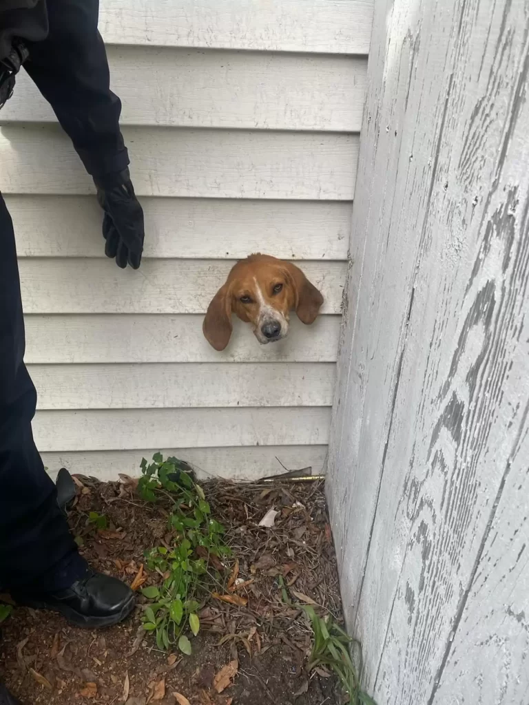 police arrive trouve tête chien heureux coincée sur côté maison