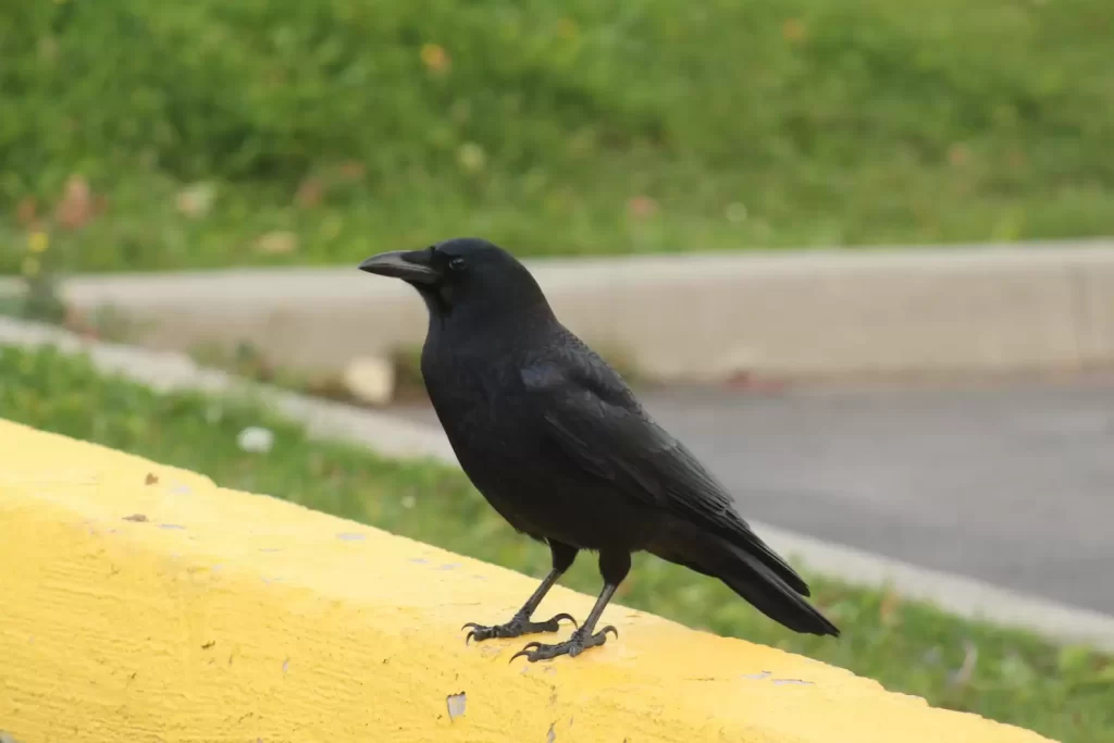un-corbeau-sauvage-qui-parle-anglais-semble-apprendre-a-parler-a-ses-amis