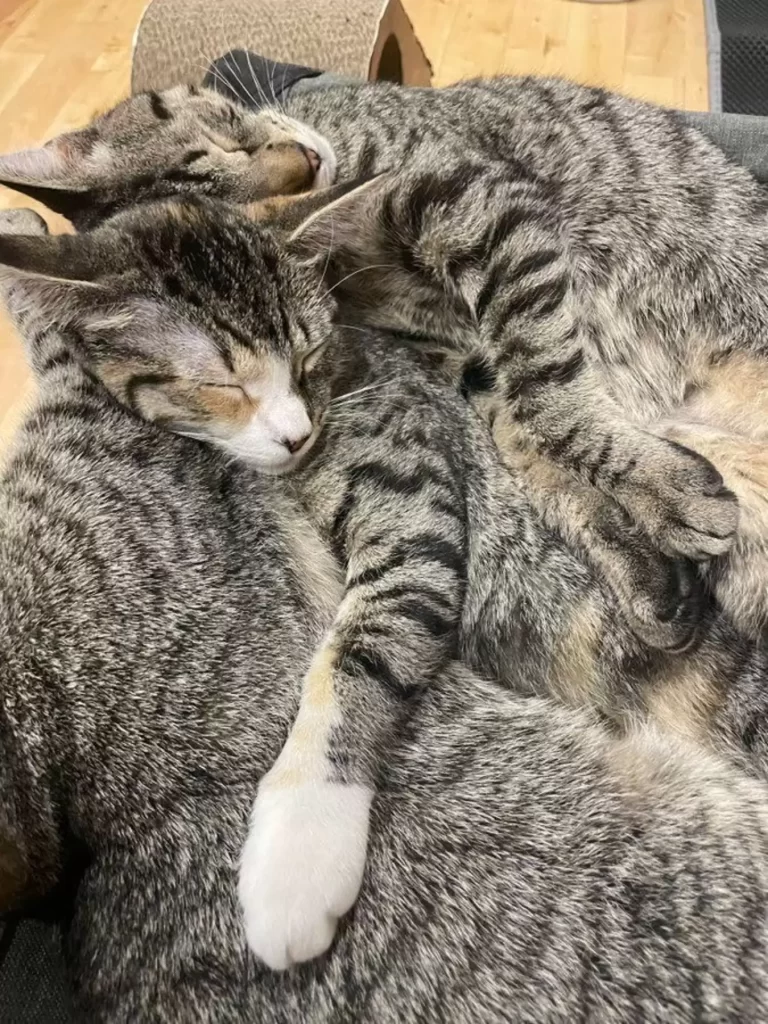 chat errant regarde homme à travers trou dans clôture cachant adorable secret