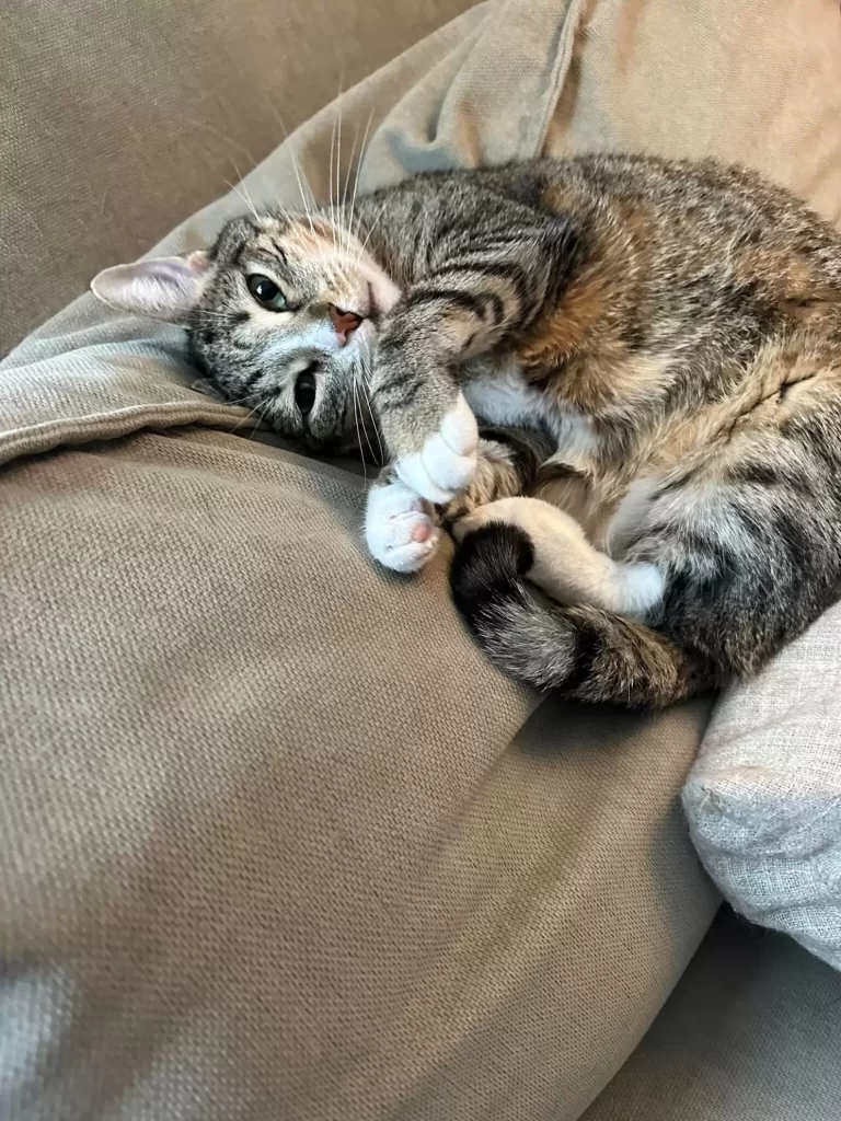 chat errant regarde homme à travers trou dans clôture cachant adorable secret