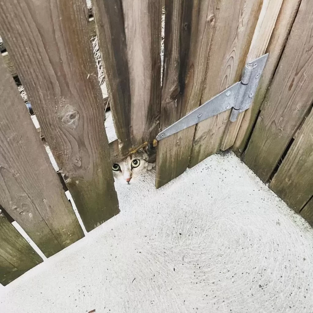 chat errant regarde homme à travers trou dans clôture cachant adorable secret