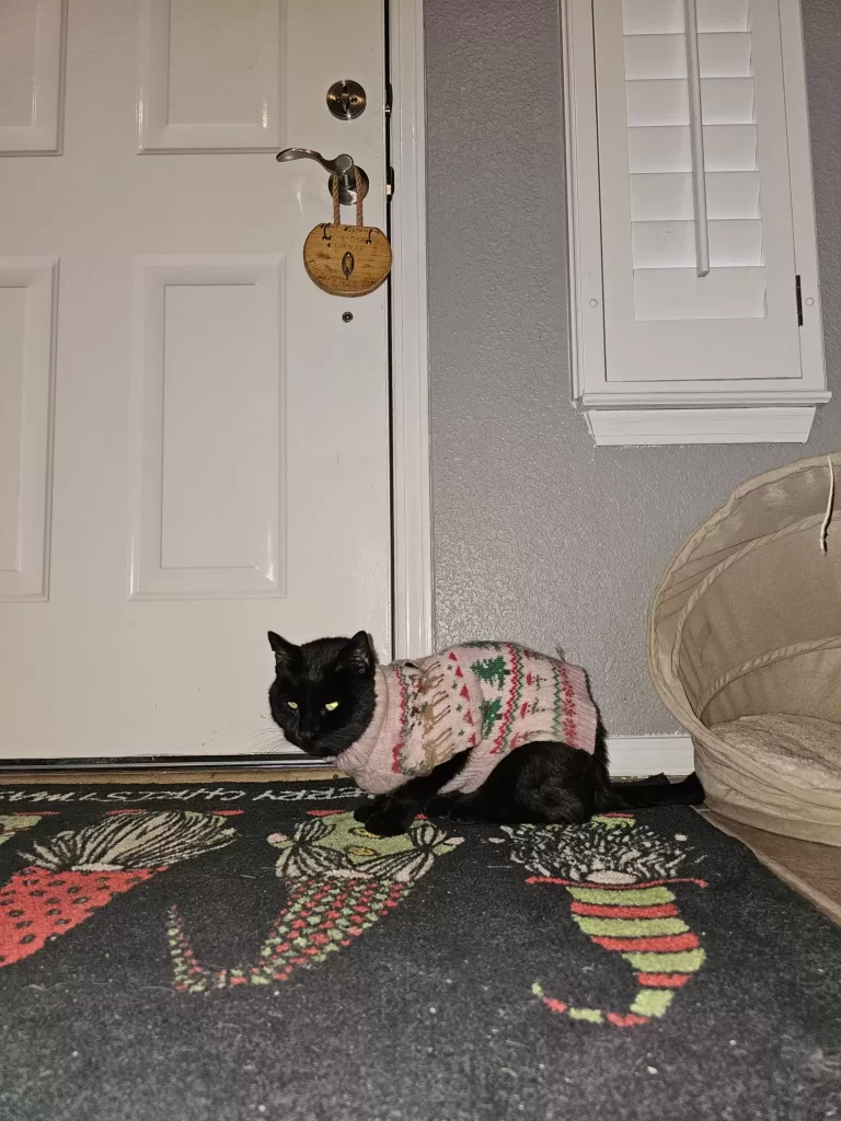 famille est perplexe lorsque chat rentre à maison avec pull au hasard