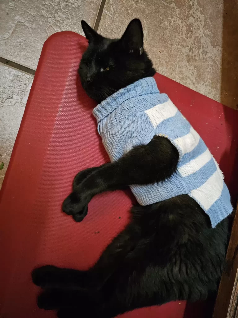famille est perplexe lorsque chat rentre à maison avec pull au hasard