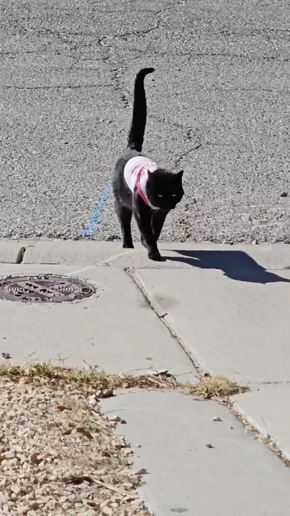 famille est perplexe lorsque chat rentre à maison avec pull au hasard
