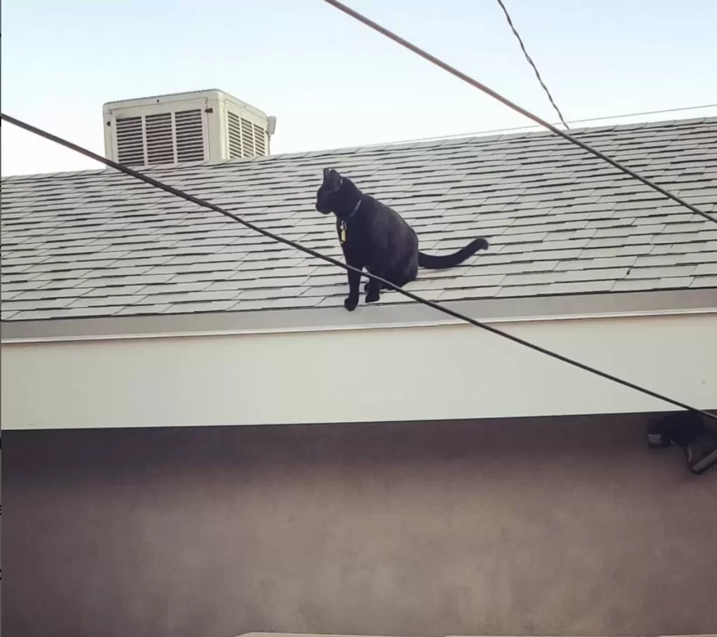 famille est perplexe lorsque chat rentre à maison avec pull au hasard
