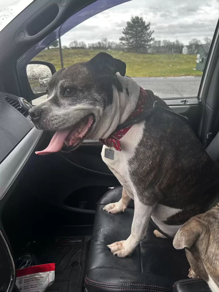 femme découvre que chien disparu a trouvé nouvelle famille, puis reçoit appel qui changera vie