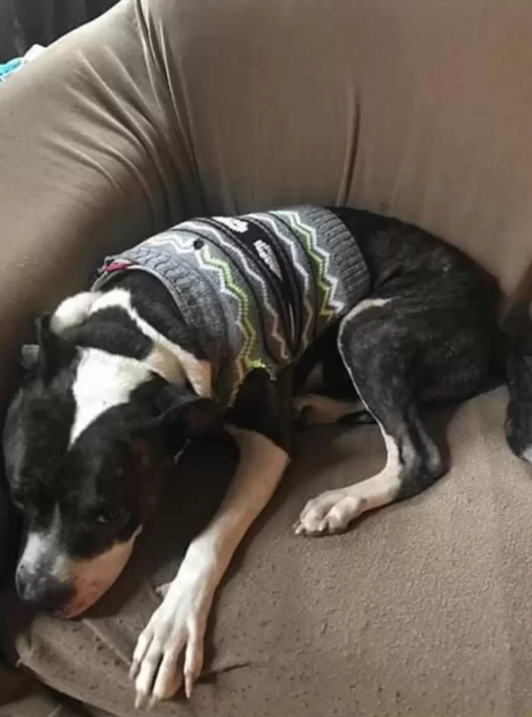 femme découvre que chien disparu a trouvé nouvelle famille, puis reçoit appel qui changera vie