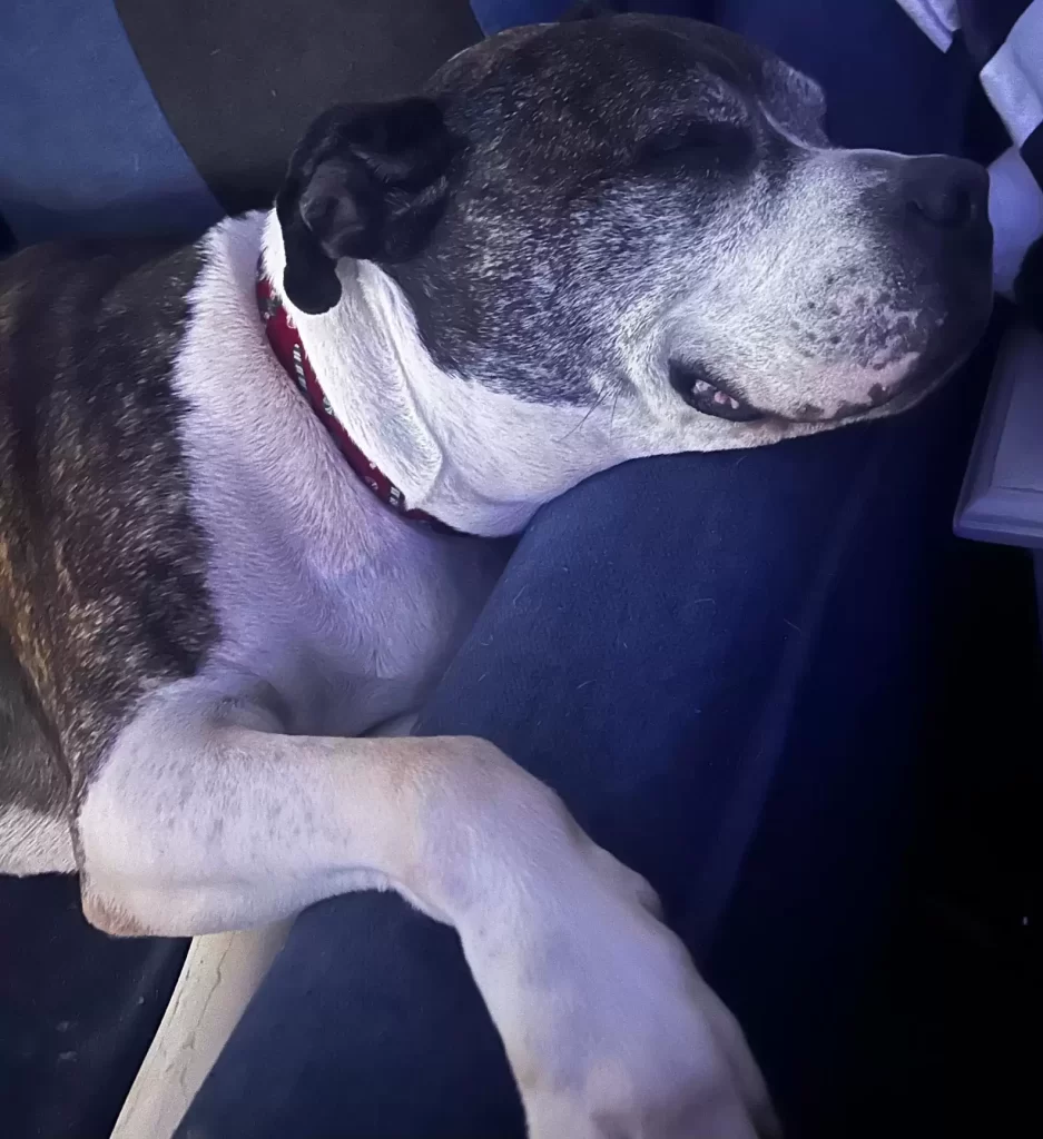 femme découvre que chien disparu a trouvé nouvelle famille, puis reçoit appel qui changera vie