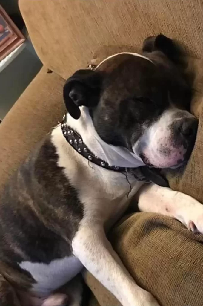 femme découvre que chien disparu a trouvé nouvelle famille, puis reçoit appel qui changera vie