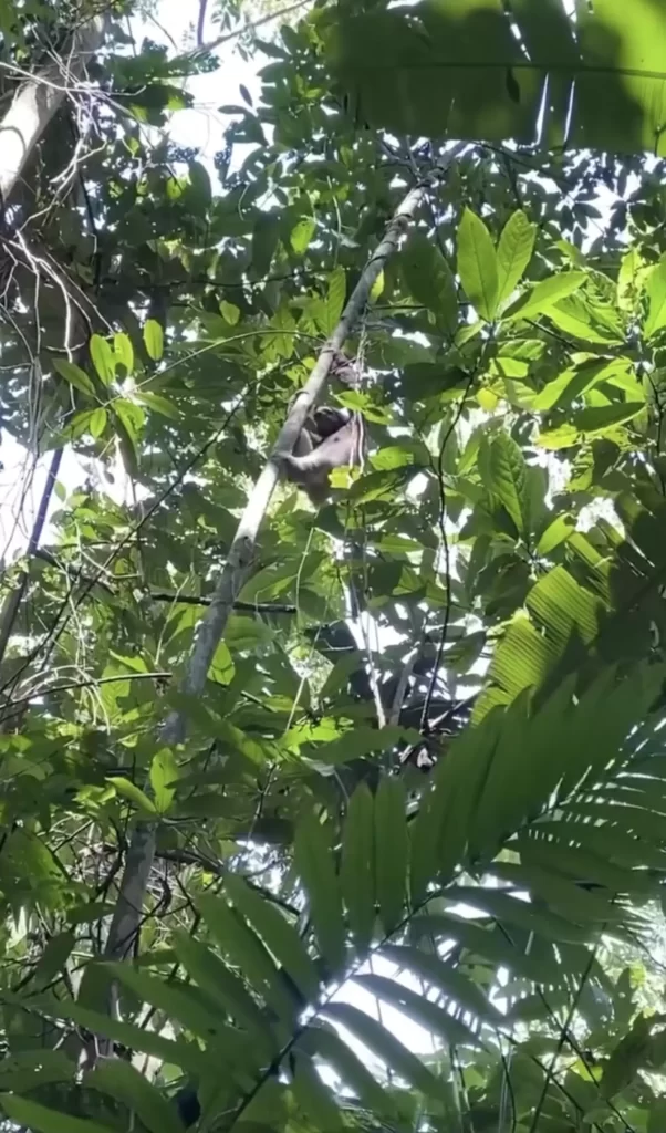 mère paresseuse cœur brisé se précipite retrouver bébé tombé combat