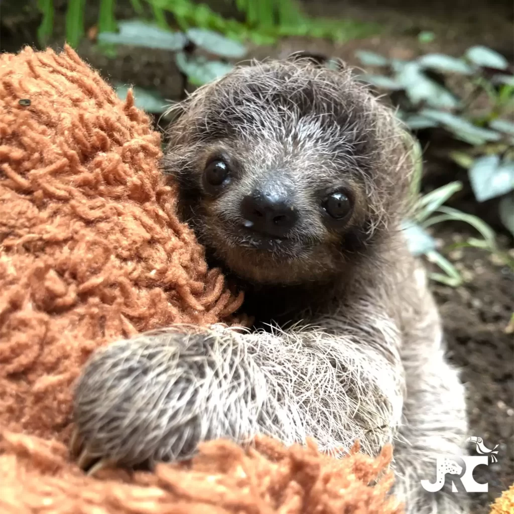 mère paresseuse cœur brisé se précipite retrouver bébé tombé combat