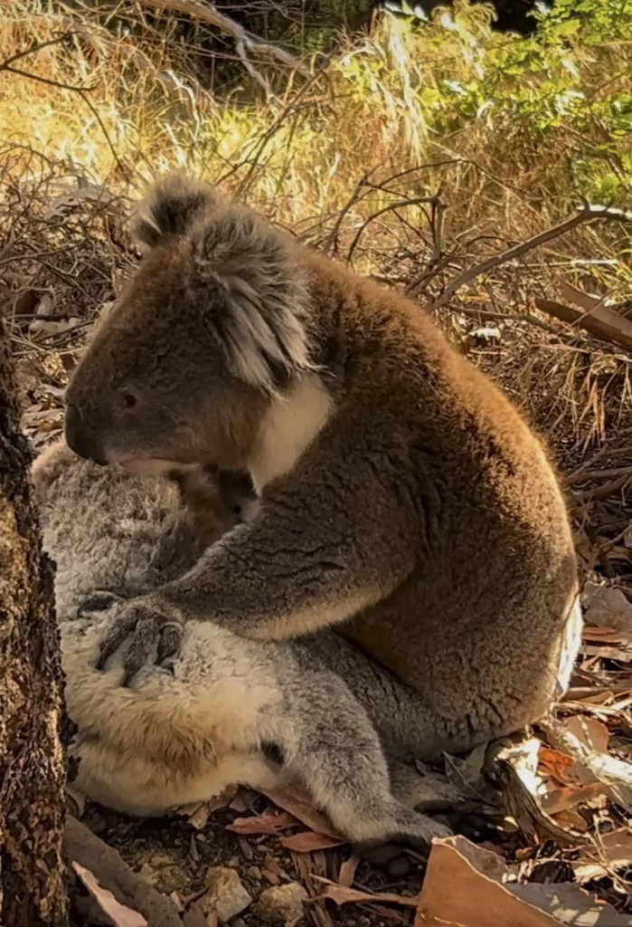beau geste koala envers ami décédé fait briser cœur sauveteurs