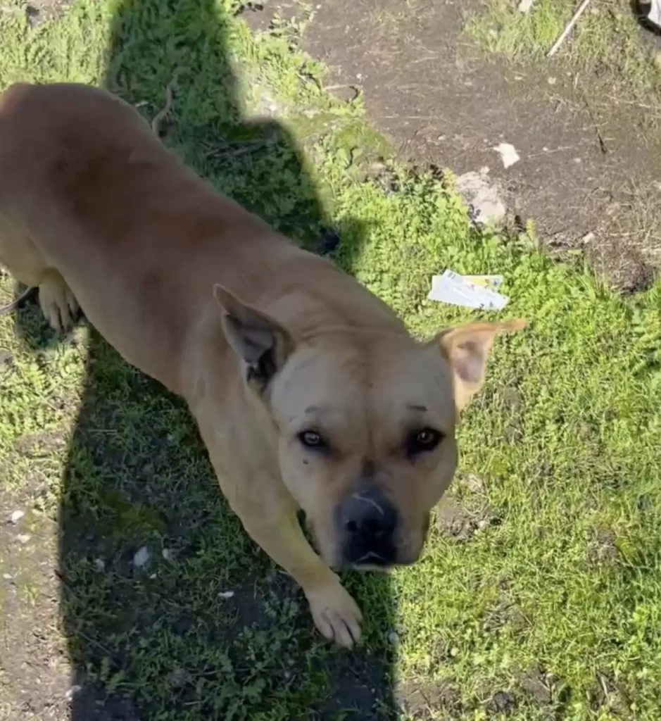 chien abandonné refuse bouger l’espoir que famille revienne chercher