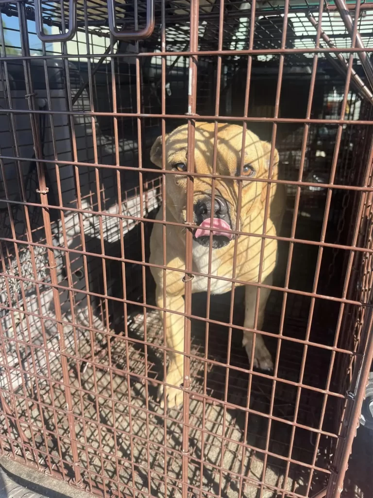 chien abandonné refuse bouger l’espoir que famille revienne chercher