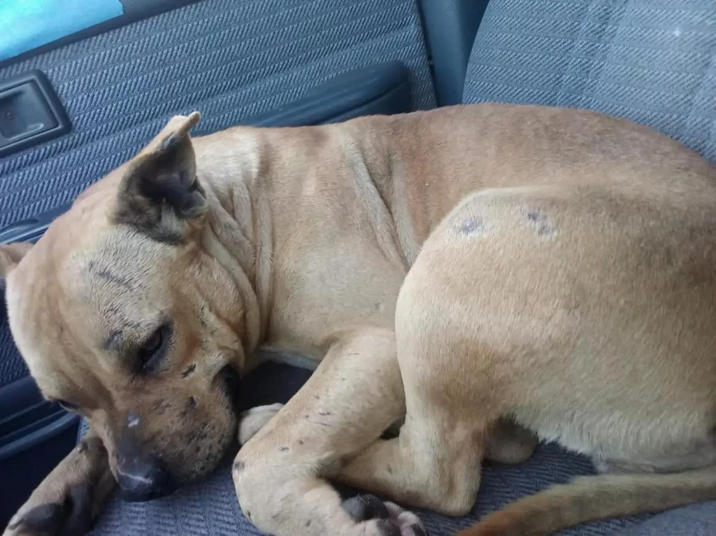 chien abandonné refuse bouger l’espoir que famille revienne chercher