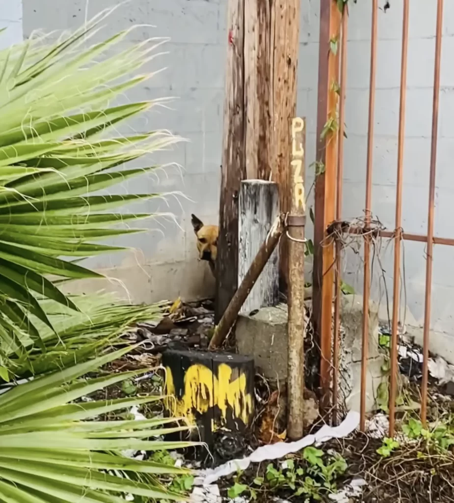 chien abandonné refuse bouger l’espoir que famille revienne chercher
