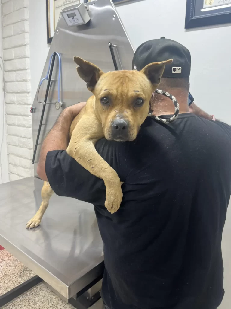 chien abandonné refuse bouger l’espoir que famille revienne chercher