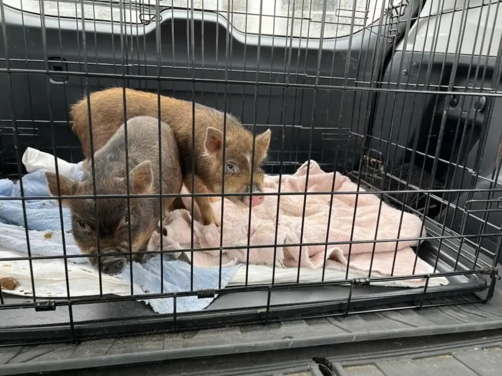 gens entendent cris venant de l’intérieur boîte scotchée laissée à l’extérieur d’un McDonald’s