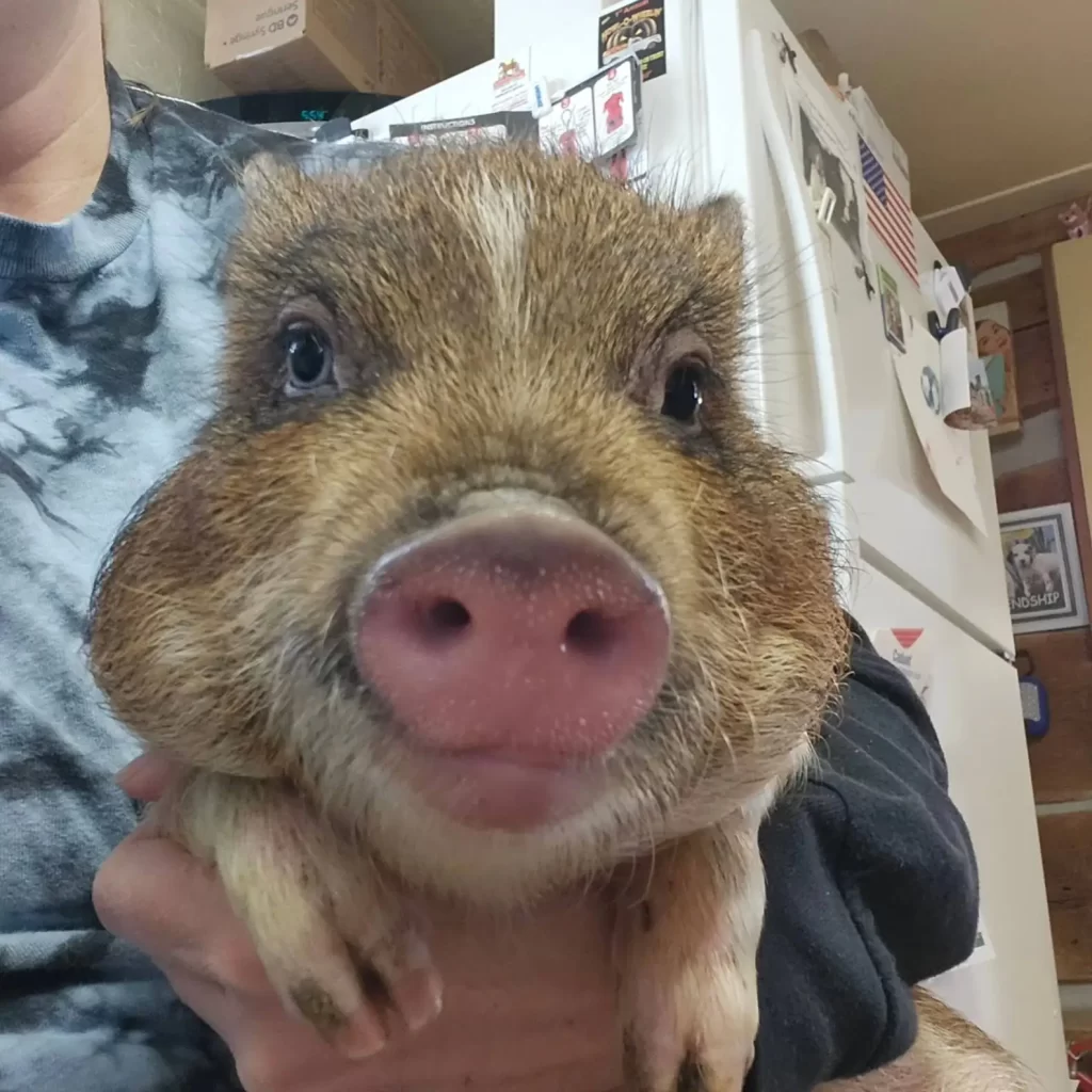 gens entendent cris venant de l’intérieur boîte scotchée laissée à l’extérieur d’un McDonald’s