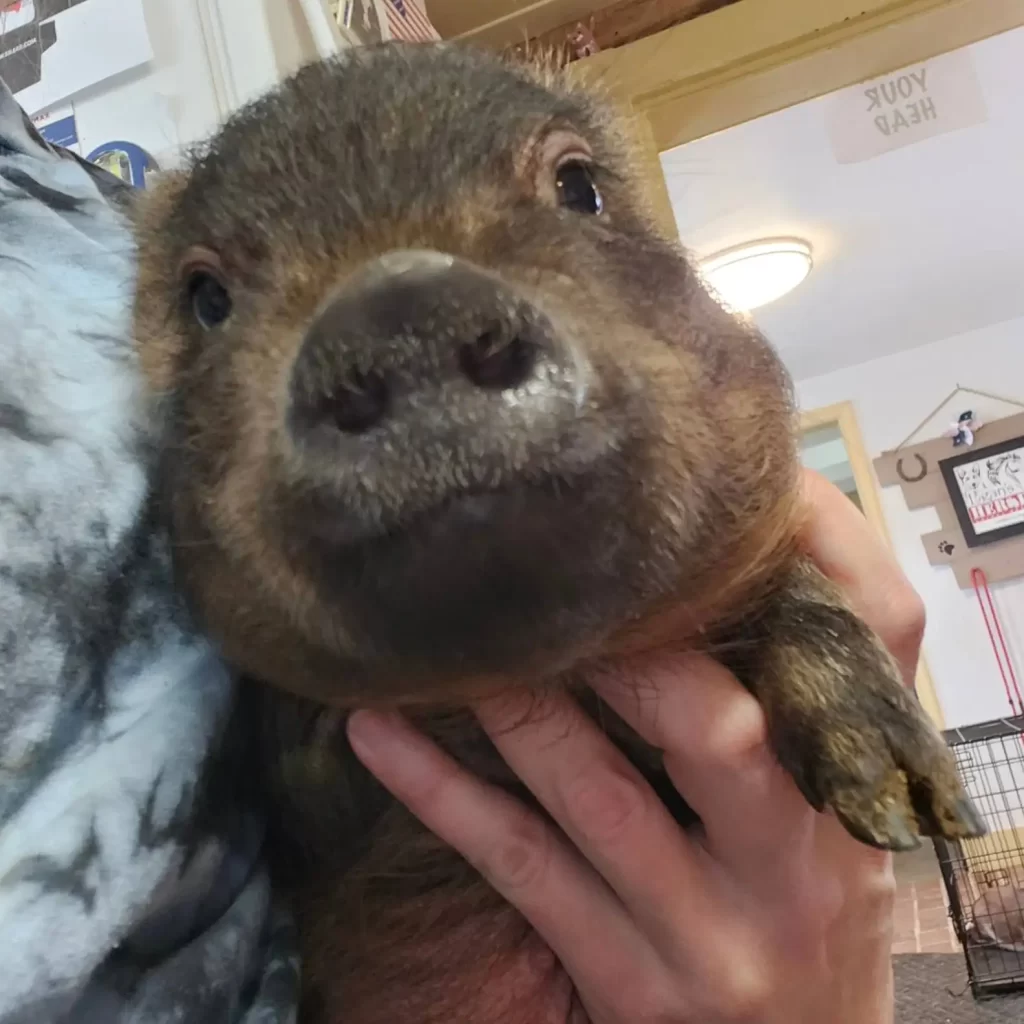 gens entendent cris venant de l’intérieur boîte scotchée laissée à l’extérieur d’un McDonald’s